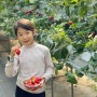 서울근교 아이와가볼만한곳, 양평 딸기체험 무제한! 딸기송어축제에서 다양한 체험 즐겨요