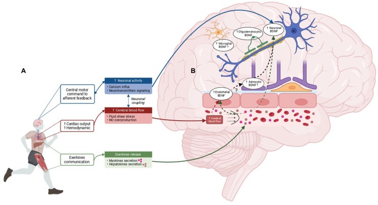 brain activity underlying muscle relaxation : 네이버 블로그