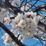 목포 벚꽃 개화시기 입암산 벚꽃축제 유달산 봄축제 정보