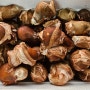 방사능 검사까지 합격한 참송이버섯, 느타리버섯, 표고버섯 대박 할인 판매