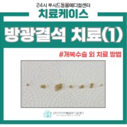 방광결석 개복 수술 외 다른 치료 옵션(1), 성북구 동물병원