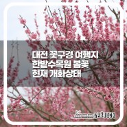 대전 봄꽃구경 여행지 한밭수목원 수선화 홍매화 개화상태