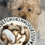 강아지가 먹어도 되는 버섯, 표고버섯은?