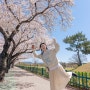 경주 벚꽃 개화시기 벚꽃명소 추천 실시간 개화상황
