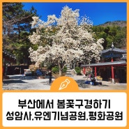 봄꽃의 명소- 남구 성암사, 유엔기념공원, 평화공원