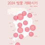 2024 벚꽃 개화시기와 봄꽃 축제 정리