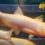 Big size Golden Grass Carp. 大只的金草鱼。