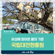 대전 유성구 명소, 대전국립현충원에 찾아온 봄의 기운! 봄꽃 소식 전해드려요