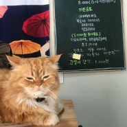 [원주 소초면] 원주 대형 고양이 카페 견묘당😻(고양이 사진 많음)