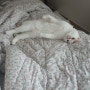 [모란시장 고양이] 모모의 비밀스런 침대공간