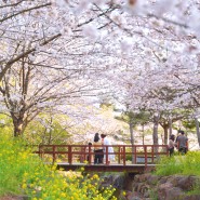 제주도 가볼만한곳 핫한 서귀포 벚꽃명소 유채꽃명소 3월 4월 대왕수천예래생태공원 주차장 위치