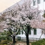 서울 숨은 벚꽃 명소, 정독도서관 만개시기는?
