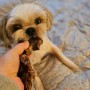 강아지 수제간식 송아지목뼈 오리날개 오리목뼈 리큅 식품건조기로 만들기