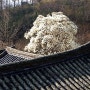 경주 목련 (1) 한국적인 미가 돋보이는 양동마을에 목련꽃 필 무렵