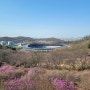 진달래축제 현장 미리 다녀왔어요~~(원미산 진달래동산)