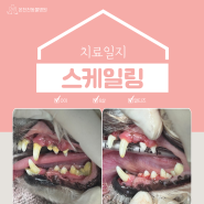 [부산 연산동 동물병원] 강아지 스케일링,고양이 스케일링