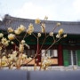 양산] 홍매를 볼 시간은 지났으나 봄은 온다. '통도사'