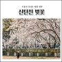 대전 신탄진 벚꽃공원 / 4월 가볼만한곳