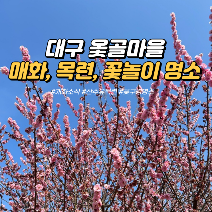 대구 꽃놀이 명소 홍매화 산수유 목련 한번에 볼 수 있는 대구...