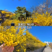 서울 응봉산 개나리,주차정보 정리