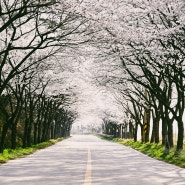 부안 여행, 2024 개암동 벚꽃축제 벚꽃 개화 상황