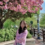 창원 꽃놀이 겹벚꽃 예쁜 진해 내수면 환경생태공원 올해 4월에 가볼 곳!
