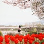 [경남 김해] 연지공원 튤립,벚꽃조화로움 이뻐이뻐!!