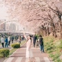 화려한 서울 벚꽃 명소 불광천 2024 벚꽃 축제 개화시기는 언제일까요?