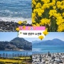 [거제] 공곶이 수선화 꽃구경 바다구경 나들이
