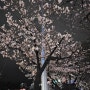 [군항제 여좌천 중원로터리] 실시간 진해 벚꽃 상황 개화시기 주말 피크 예상?