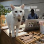 [국내여행/ 제주도] 제주공항 근처 휘낭시에 맛집, 고양이 카페 '미르담'