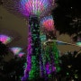 [싱가포르 여행] 싱가포르 꼭 가봐야 되는 관광지 가든스바이더베이 클라우드 포레스트 플라워돔 슈퍼트리쇼