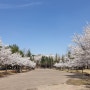 서울근교 벚꽃 명소 가족여행 전문가 추천 봄꽃 여행