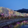 [충주 축제] 제40회 수안보온천제(feat. 벚꽃)