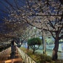 마산벚꽃명소 창원 소하천 벚꽃거리 청수교 실시간 개화현황
