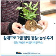 [강남차병원 여성의학연구소] 원예프로그램 '힐링 정원(1분기)' 후기