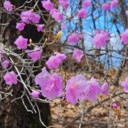 한국적인 감성꽃 진달래 Azarea 산수유 피어나는 봄