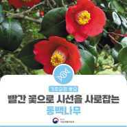 [기후요정 뽀요] 강렬한 빨간 꽃으로 시선을 사로잡는 동백나무