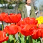 2024 서울 여의도 벚꽃축제, 기본 정보 및 주차 통제(ft. 봄꽃)