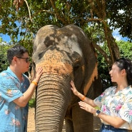 엘리펀트 정글 생추어리🐘 - 코끼리 보호구역 당일 투어 추천! (+ 푸켓 신혼여행 자유)