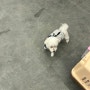 시카고 오헤어 공항으로 가는 말티즈 단추 : 강아지 고양이 미국 동물검역 비행기 화물 운송 강아지만 따로 보내는 경우