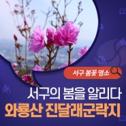 대구 서구 봄꽃 명소 / 만개를 기다리고 있는 와룡산 용미봉 진달래 군락지~!