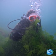 정글다이브와 스쿠버다이빙 오픈워터 자격증은 남해에서 비치다이빙으로