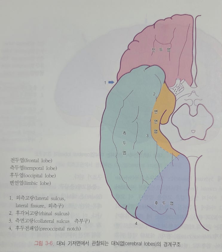 대뇌 - 측두엽에 대해 알아봅시다. : 네이버 블로그