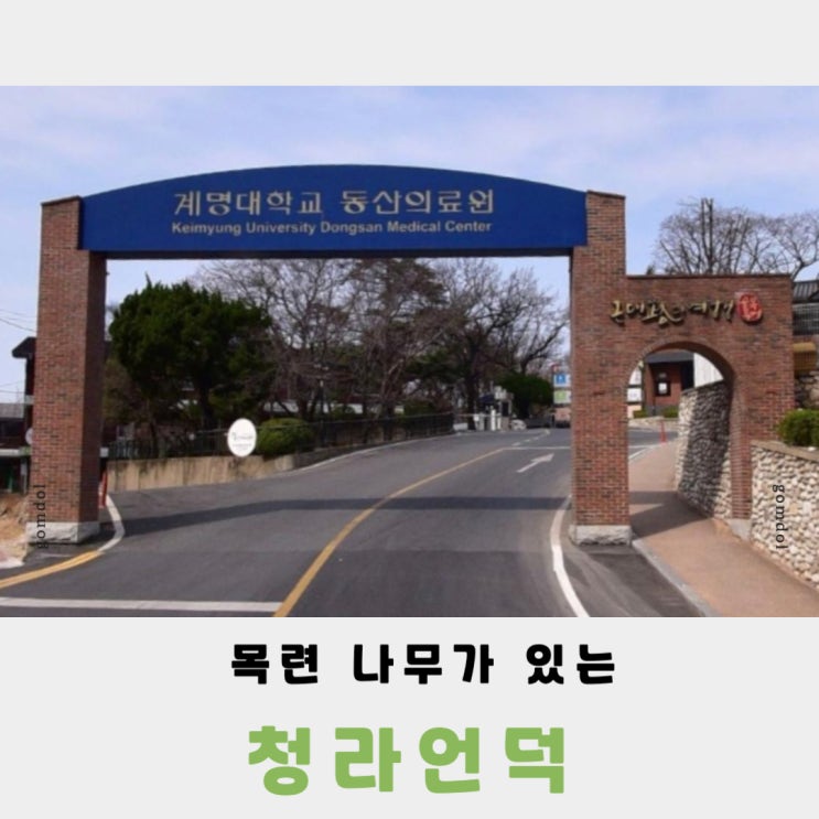 봄향기가 퍼지는 청라언덕 위치 진입로 목련현황