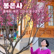 서울 꽃구경하기 좋은 봉은사 홍매화 개화상태와 주차정보