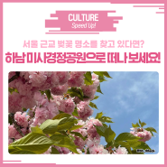 서울 근교 벚꽃 명소를 찾는다면? 하남 미사경정공원으로 놀러오세요!