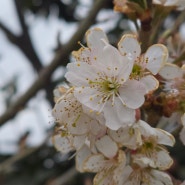 24년 3월 25일 경주 벚꽃현황 개화시기와 만개시기