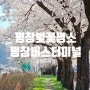 미리보는 평창 벚꽃명소 평창터미널 올림픽시장인근 효석문학 100리길 개화시기