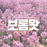 [필름카메라]매력적인 보라유채꽃이 피어나는 제주 보롬왓